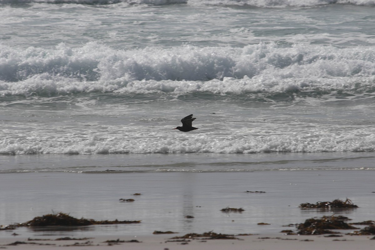 ústřičník australský - ML618949897