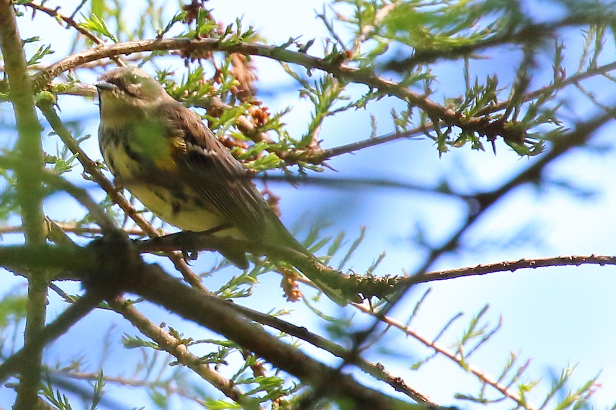 Yellow-rumped Warbler - Scott Eaton