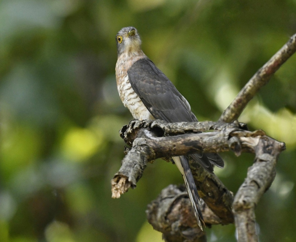 Common Hawk-Cuckoo - Renuka Vijayaraghavan
