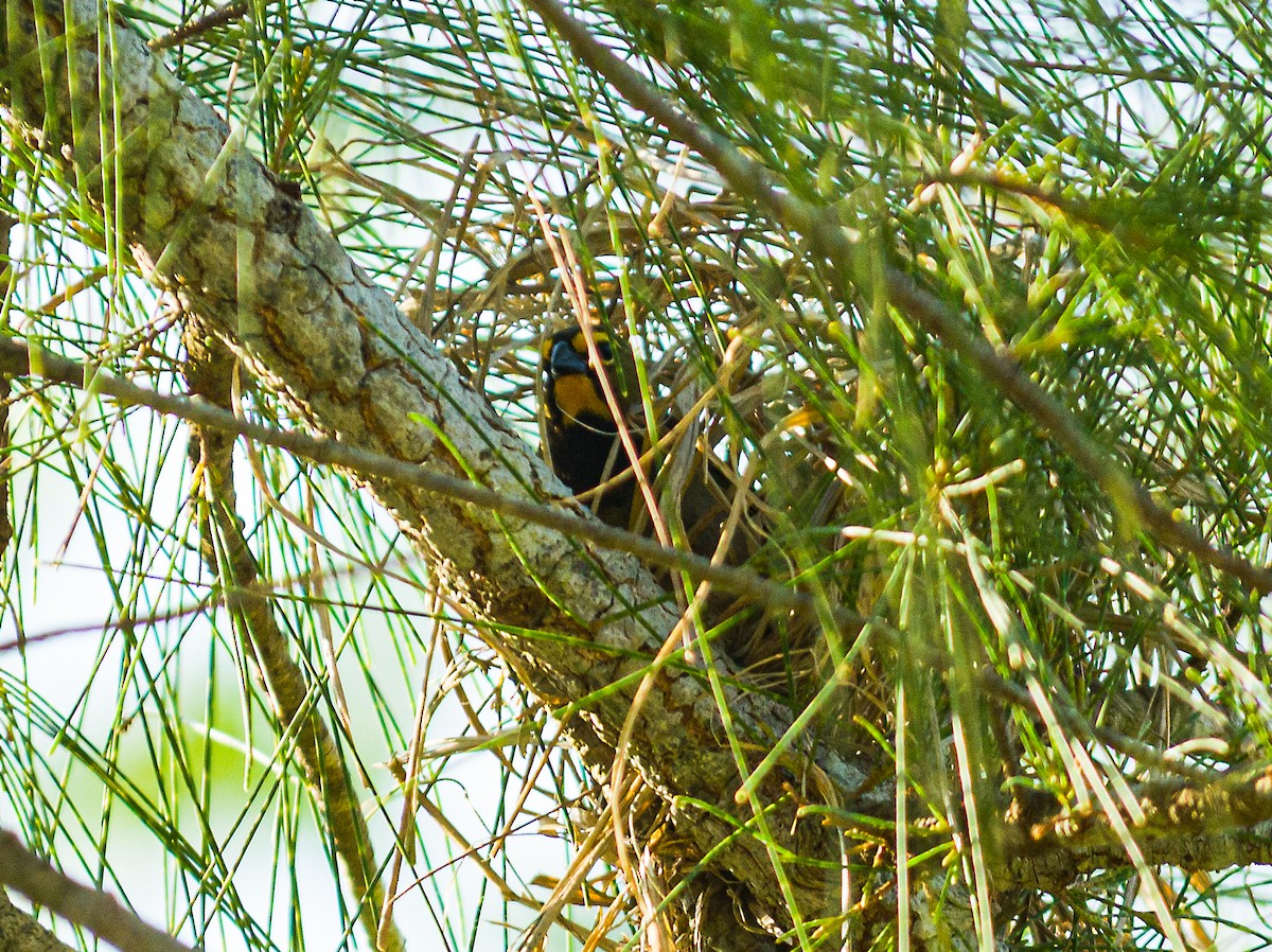 Yellow-faced Grassquit - Marjel Morales Gato