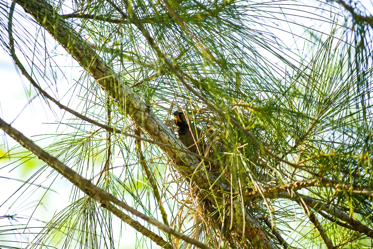 Yellow-faced Grassquit - Marjel Morales Gato