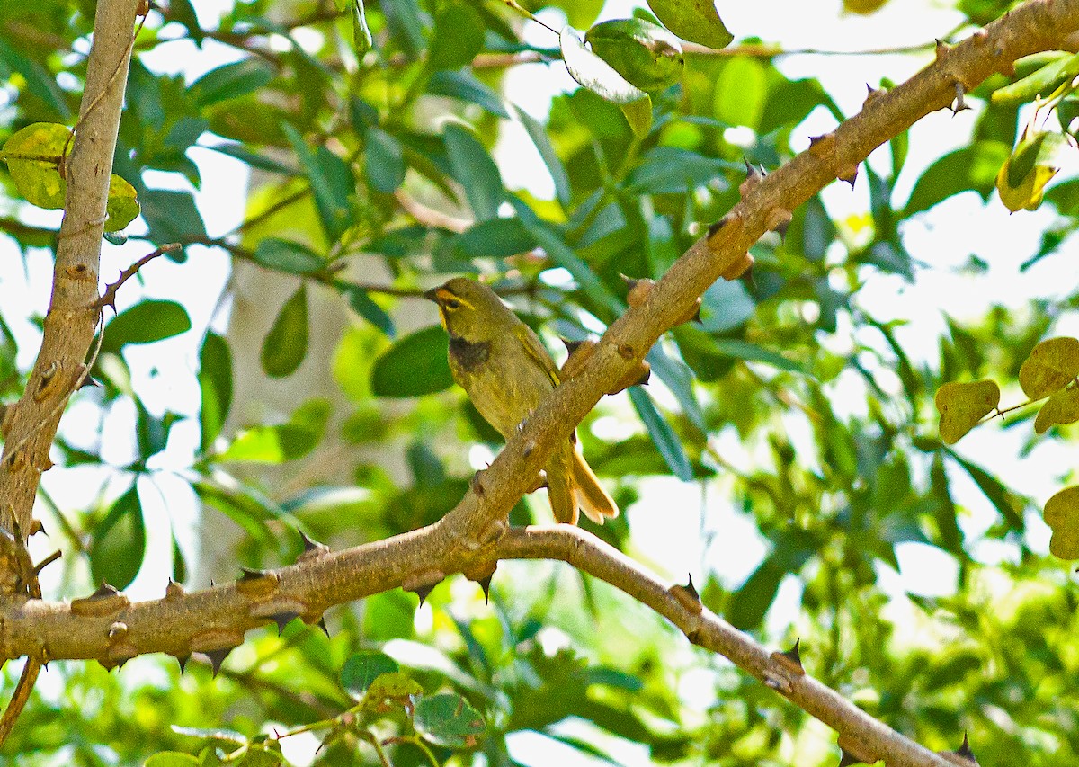 Yellow-faced Grassquit - Marjel Morales Gato