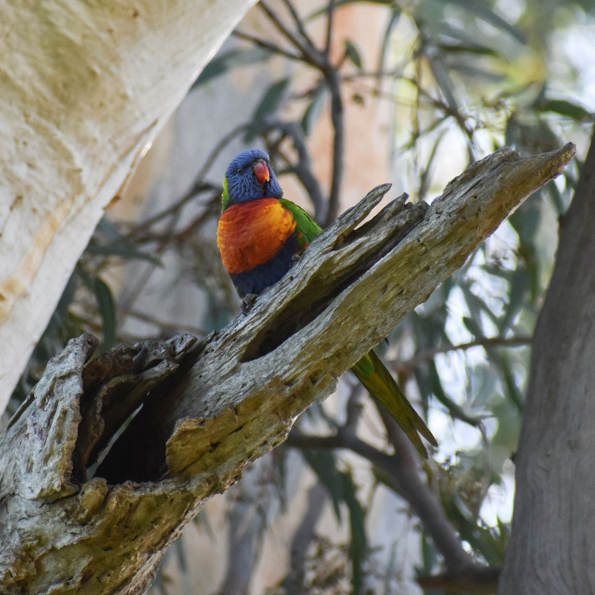 Rainbow Lorikeet - Julie Smith