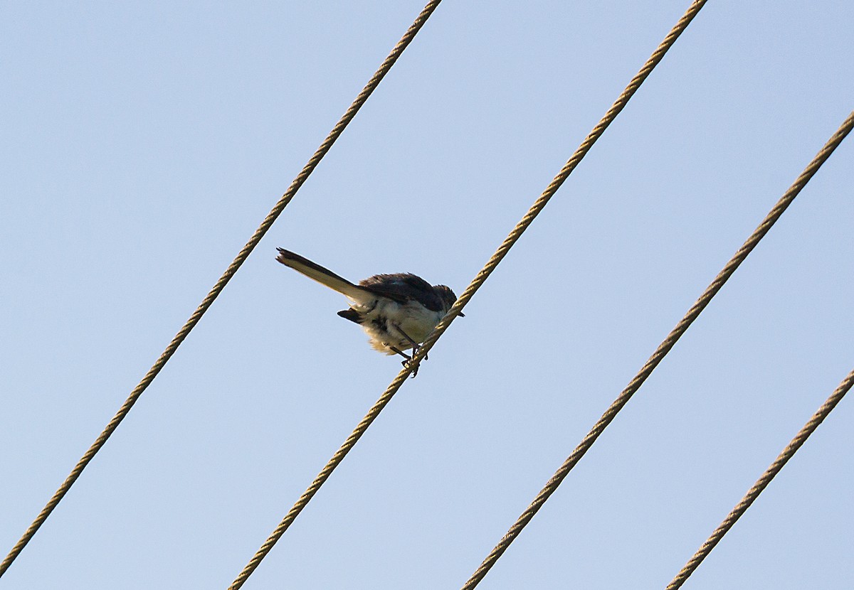 Northern Mockingbird - Marjel Morales Gato