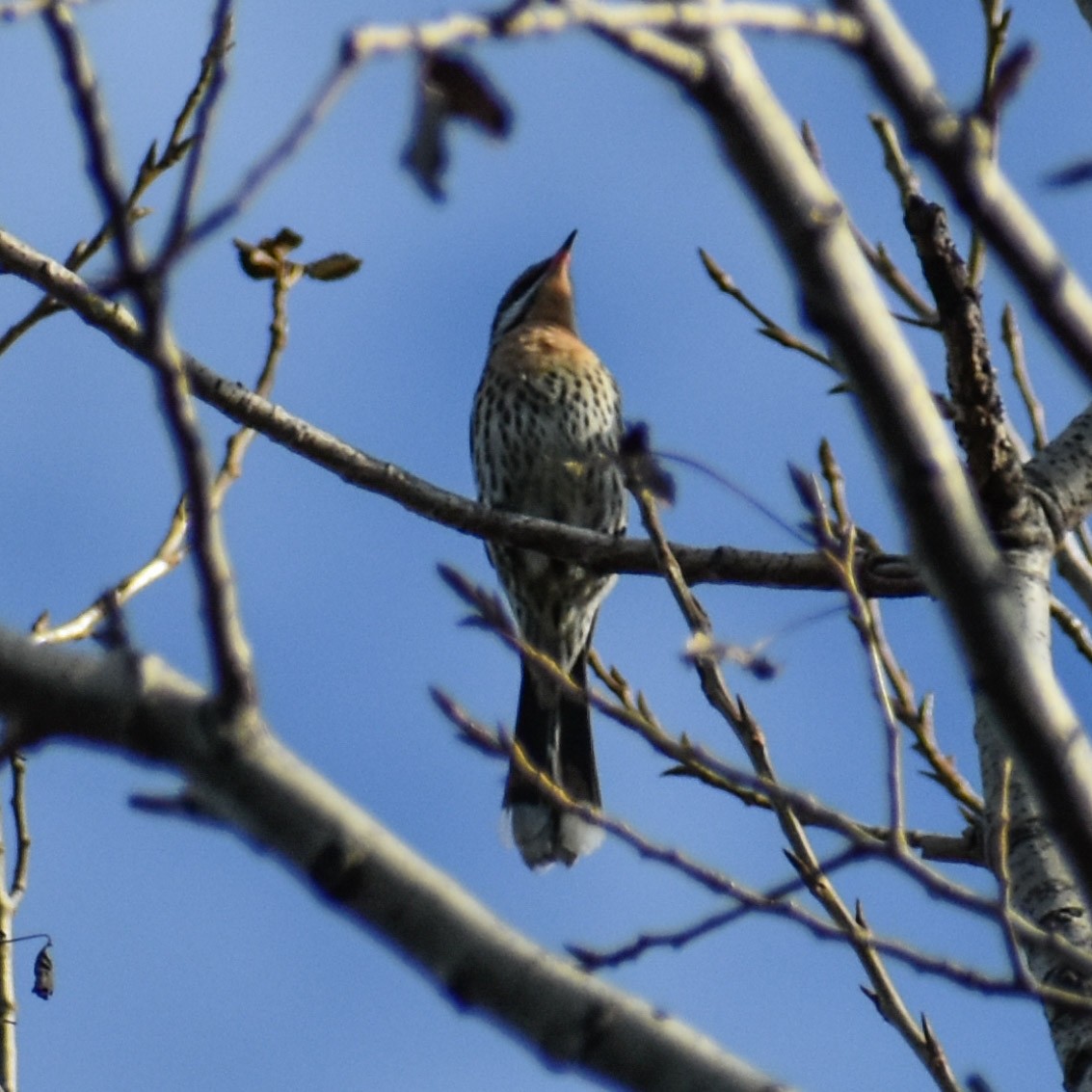 Spiny-cheeked Honeyeater - Julie Smith