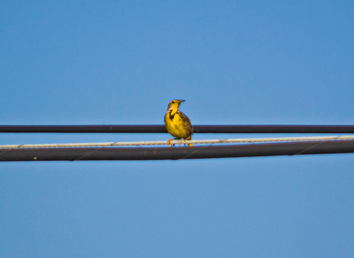 Eastern Meadowlark - Marjel Morales Gato