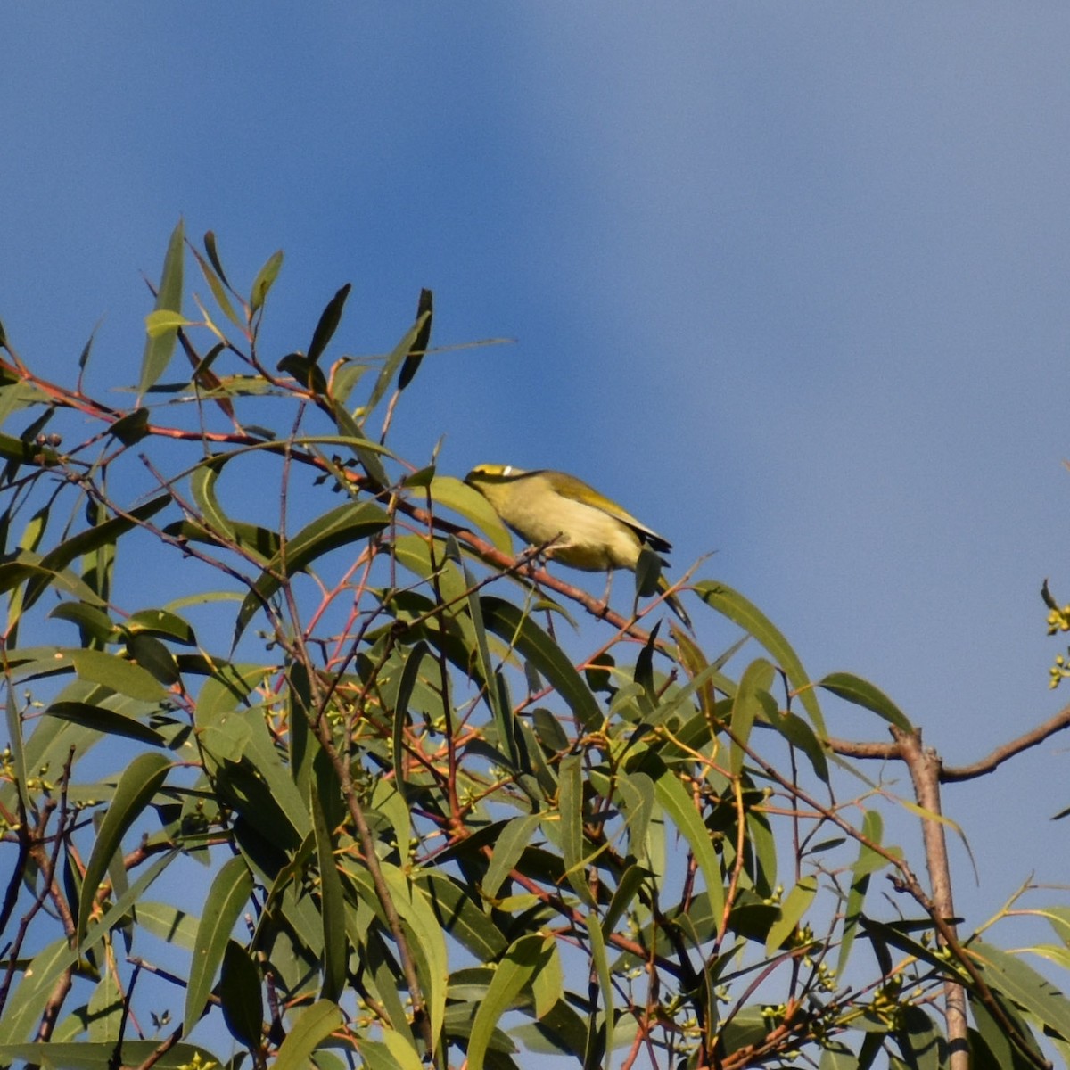 White-plumed Honeyeater - Julie Smith