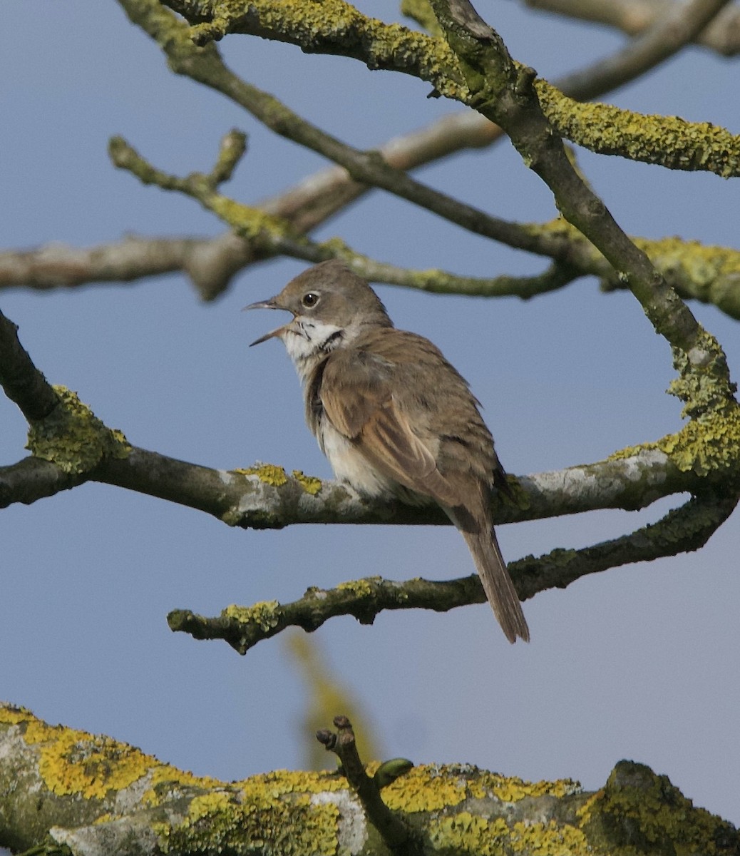 Greater Whitethroat - Simon  West