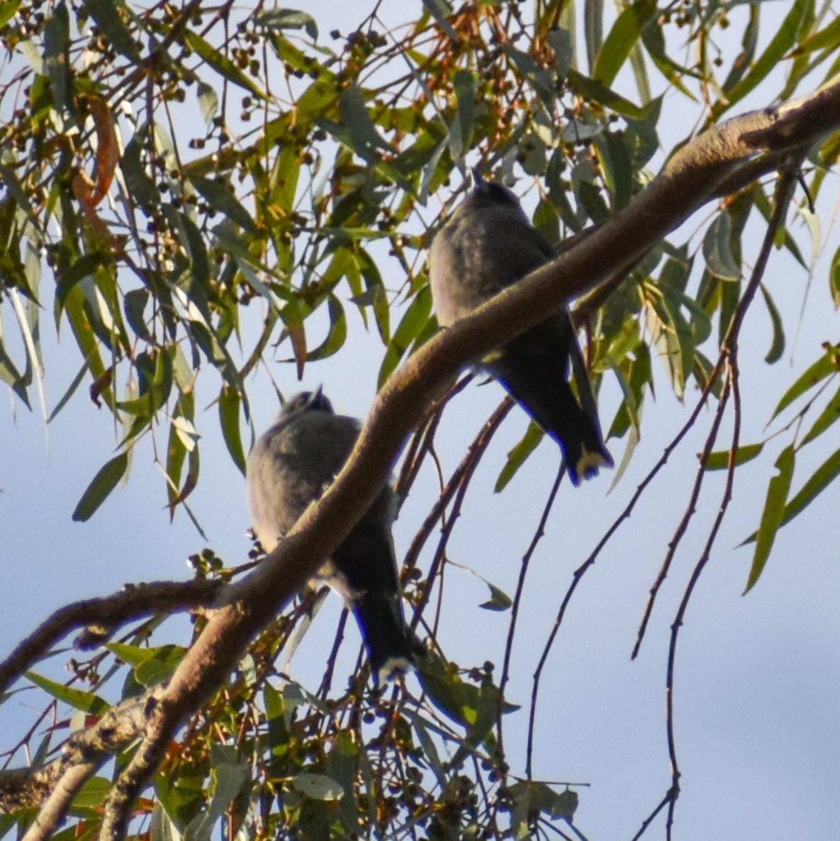 Dusky Woodswallow - Julie Smith