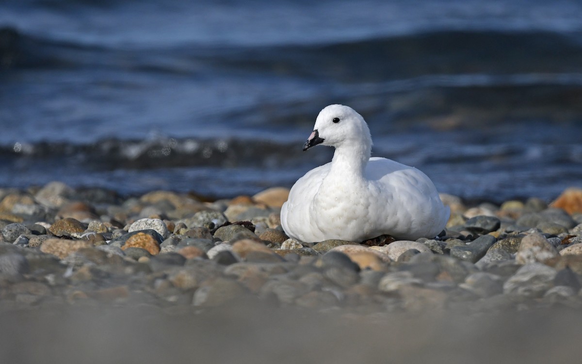 Kelp Goose - Christoph Moning