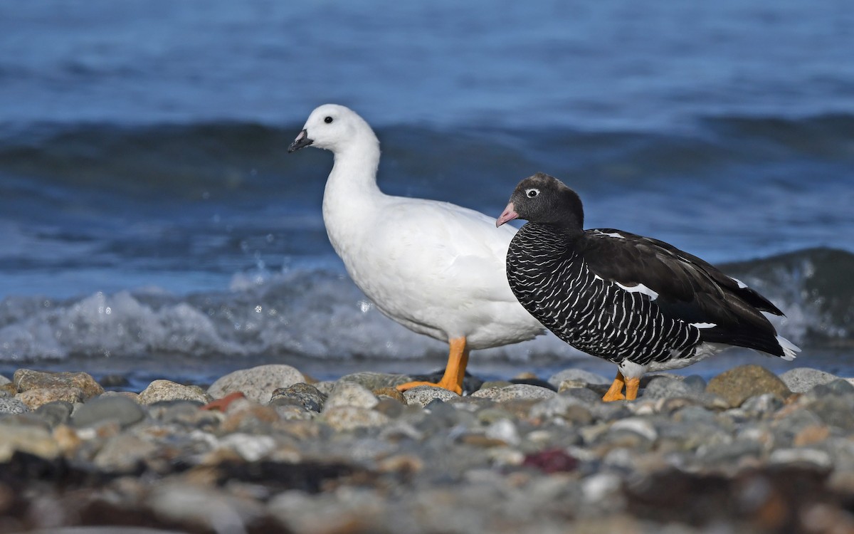 Kelp Goose - ML618950115