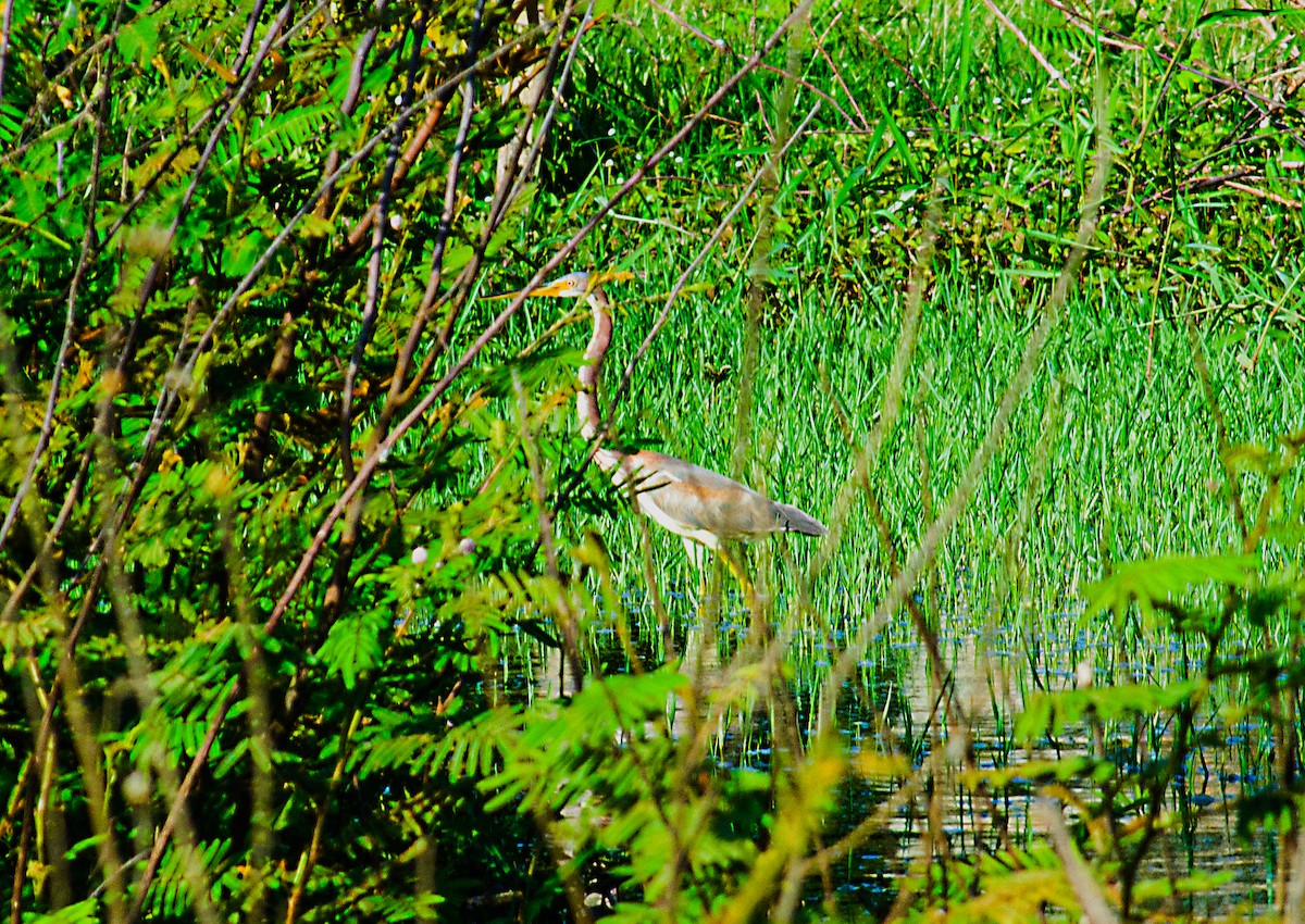 Tricolored Heron - Marjel Morales Gato