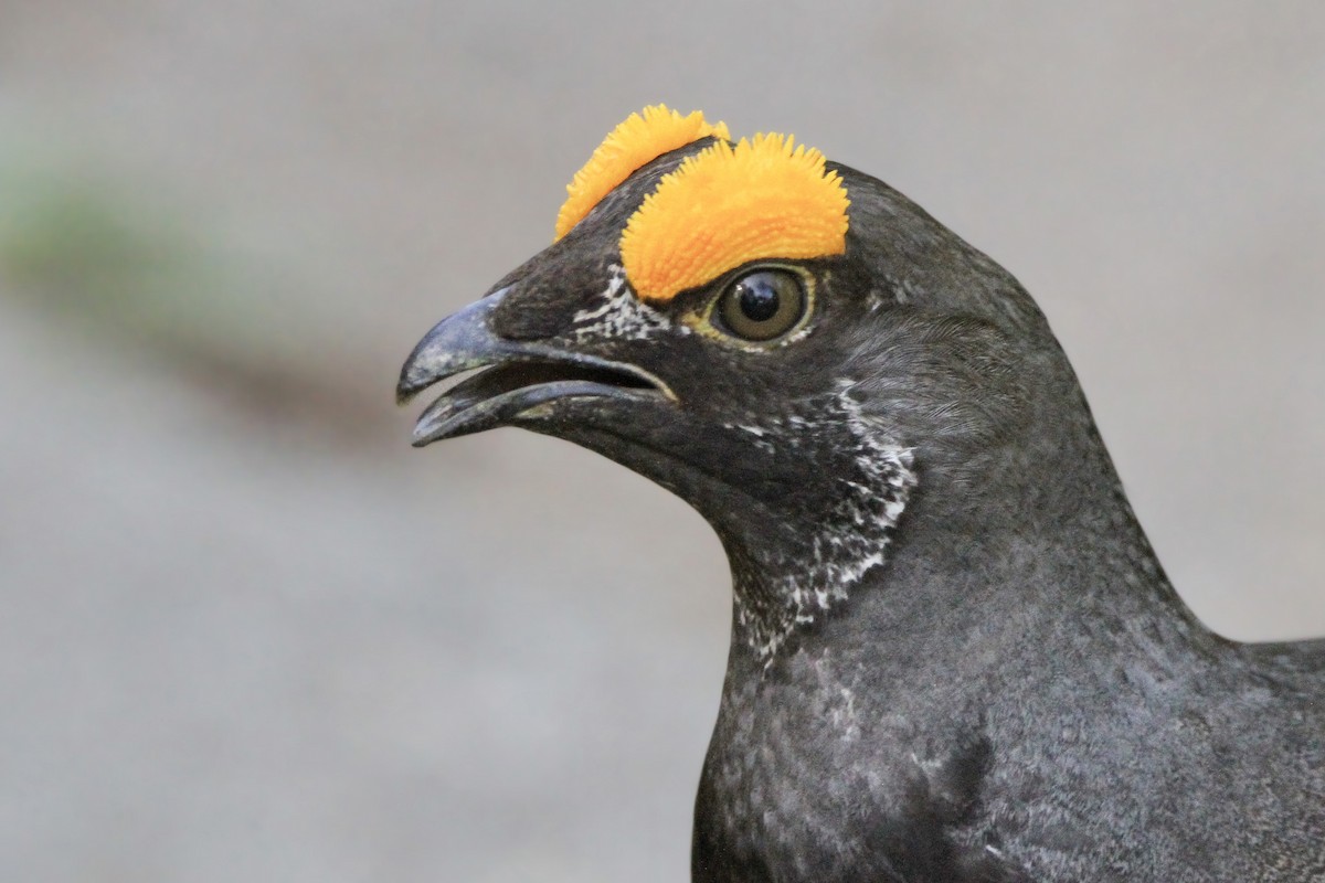 Sooty Grouse - Daniel Graca