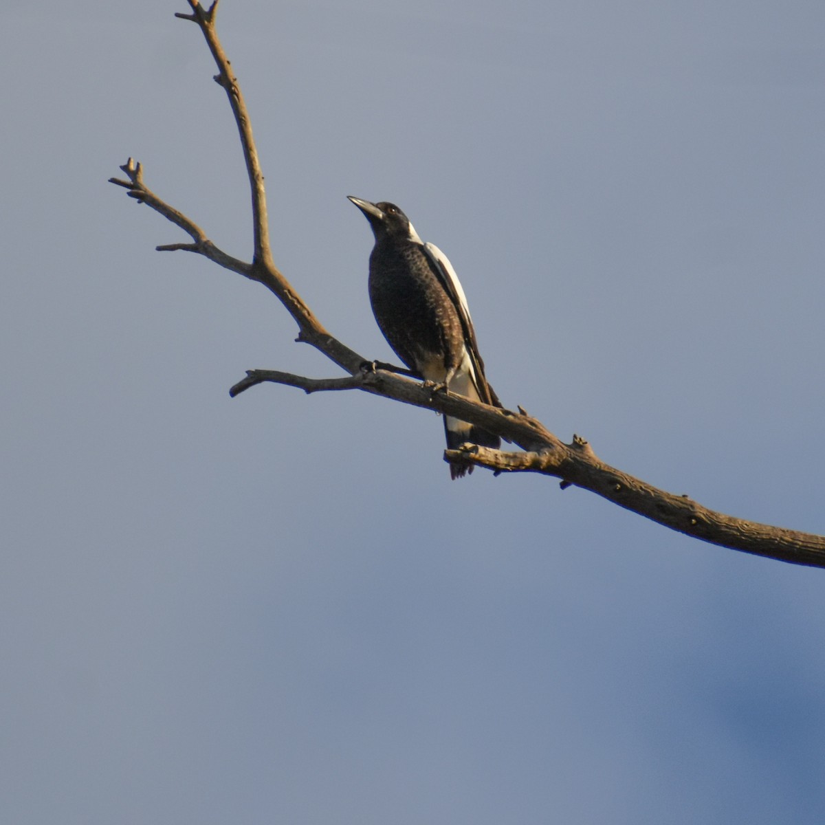 Australian Magpie - Julie Smith