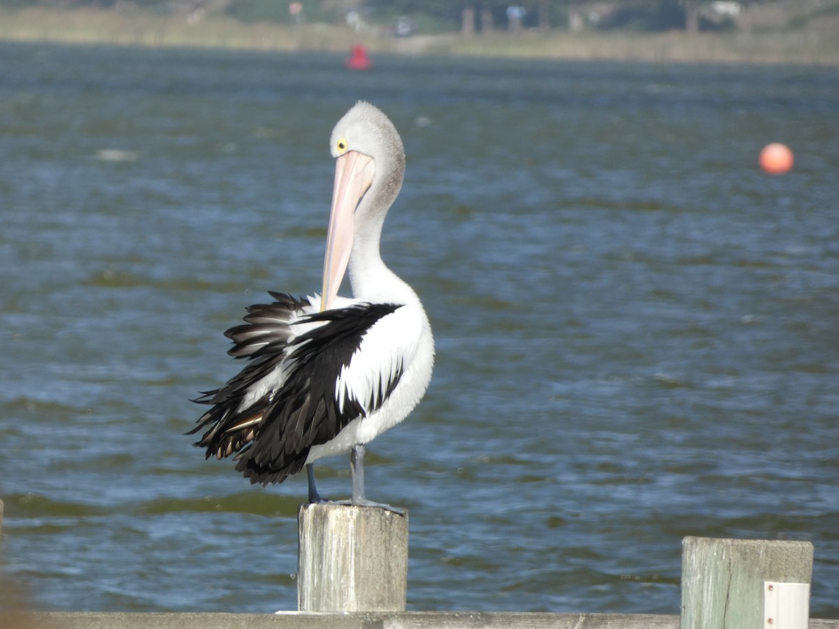 pelikán australský - ML618950153