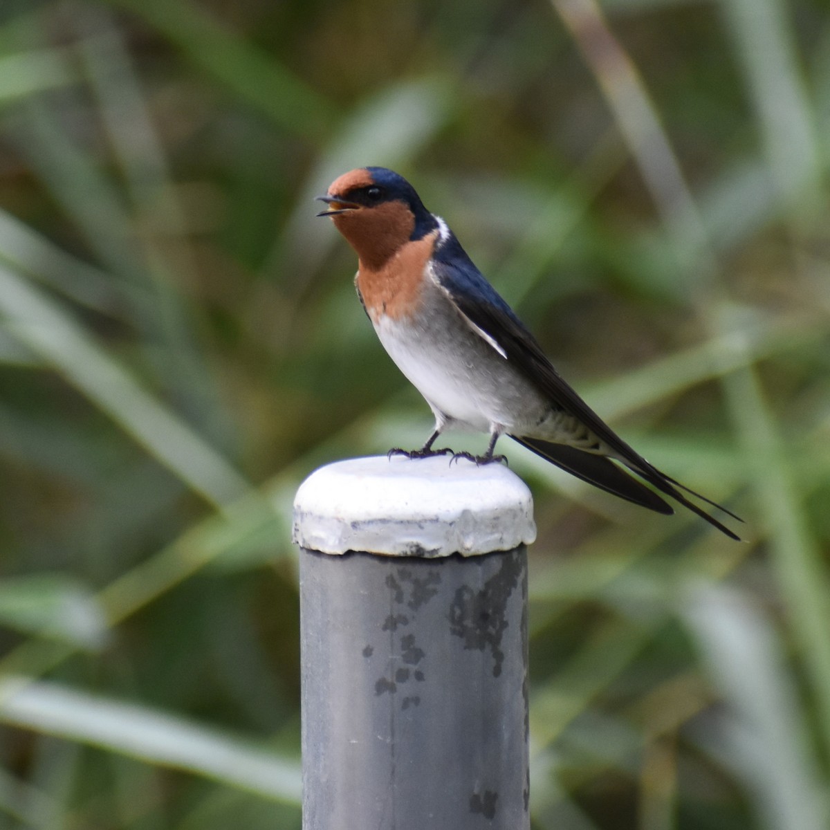 Welcome Swallow - Julie Smith