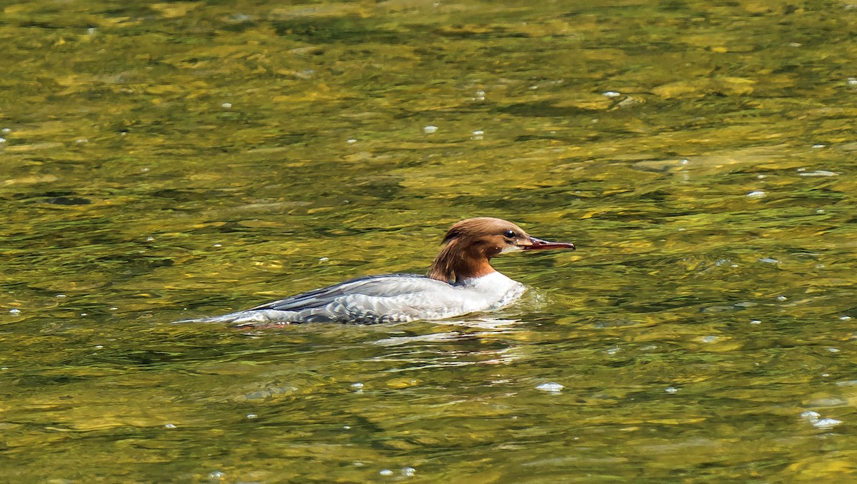 Common Merganser - Russell Scott