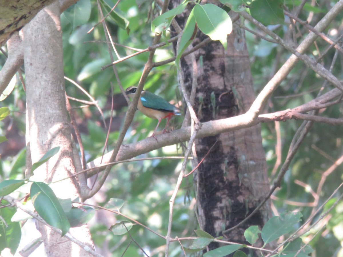 Indian Pitta - paresh gosavi