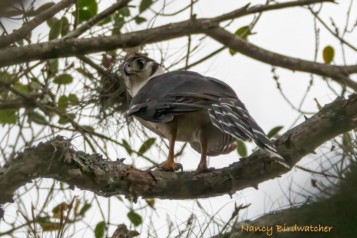 Collared Forest-Falcon - Nancy Fernández