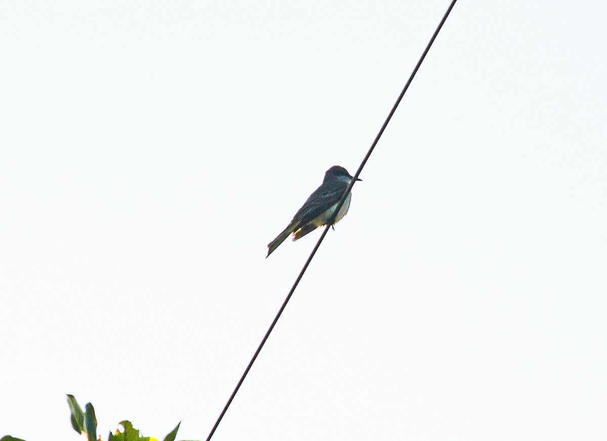 Gray Kingbird - ML618950204