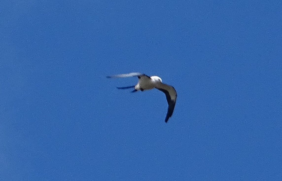 Swallow-tailed Kite - Rebel Warren and David Parsons