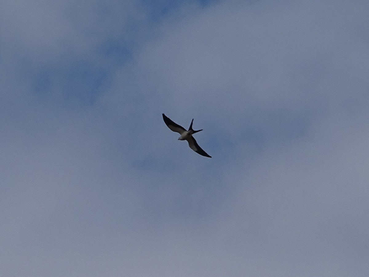 Swallow-tailed Kite - Rebel Warren and David Parsons