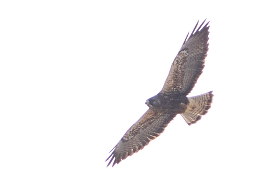 Swainson's Hawk - ML618950231