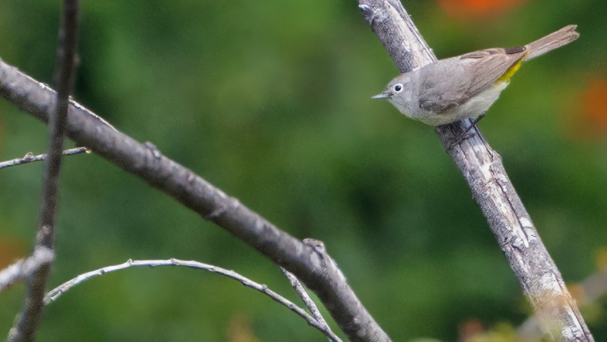 Virginia's Warbler - chef Ito