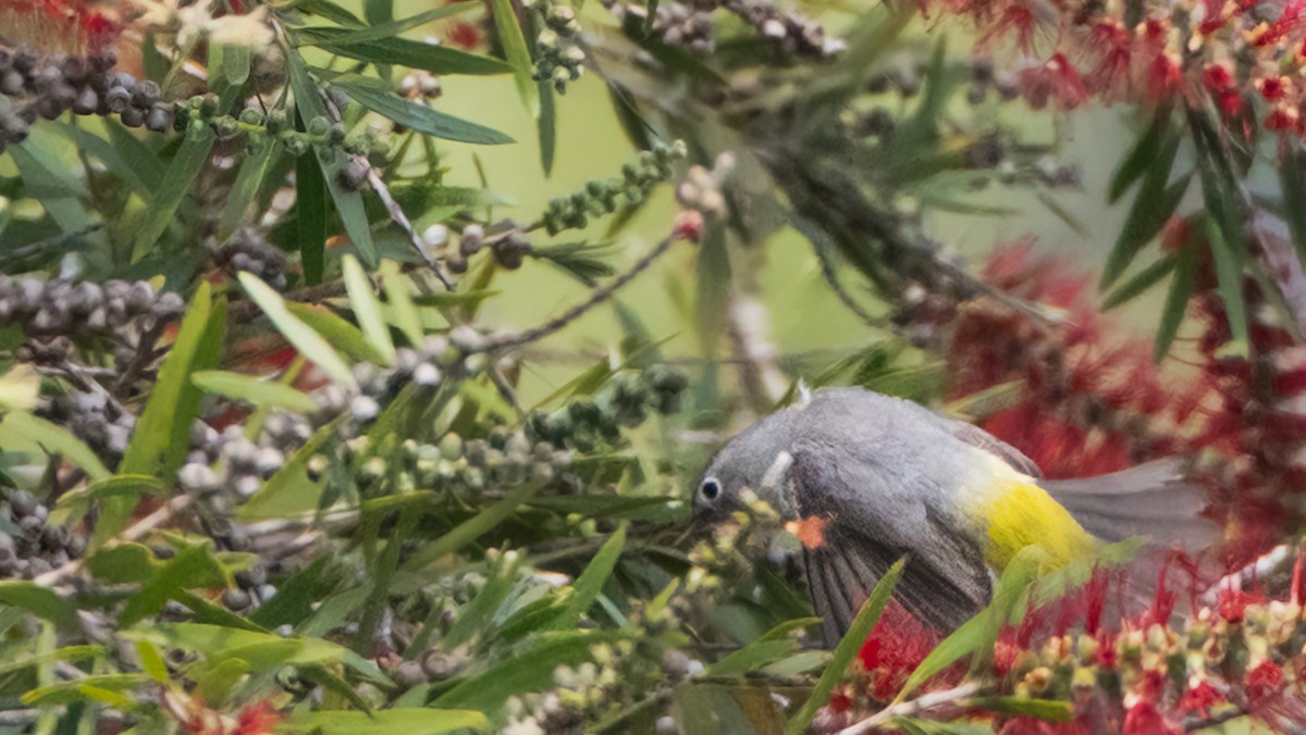 Virginia's Warbler - chef Ito