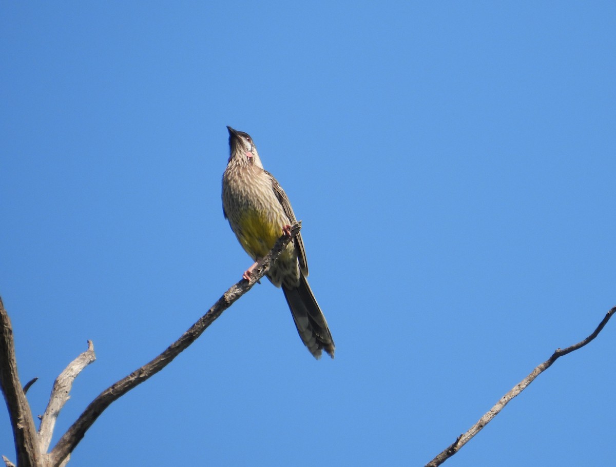 Red Wattlebird - Joanne Thompson