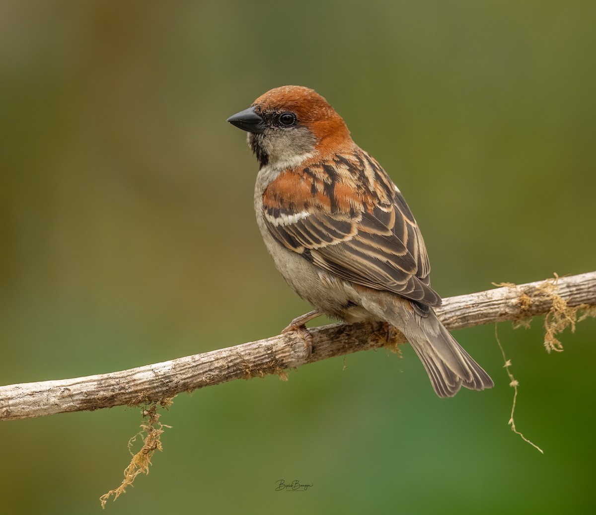 Russet Sparrow - BIPLAB BANERJEE