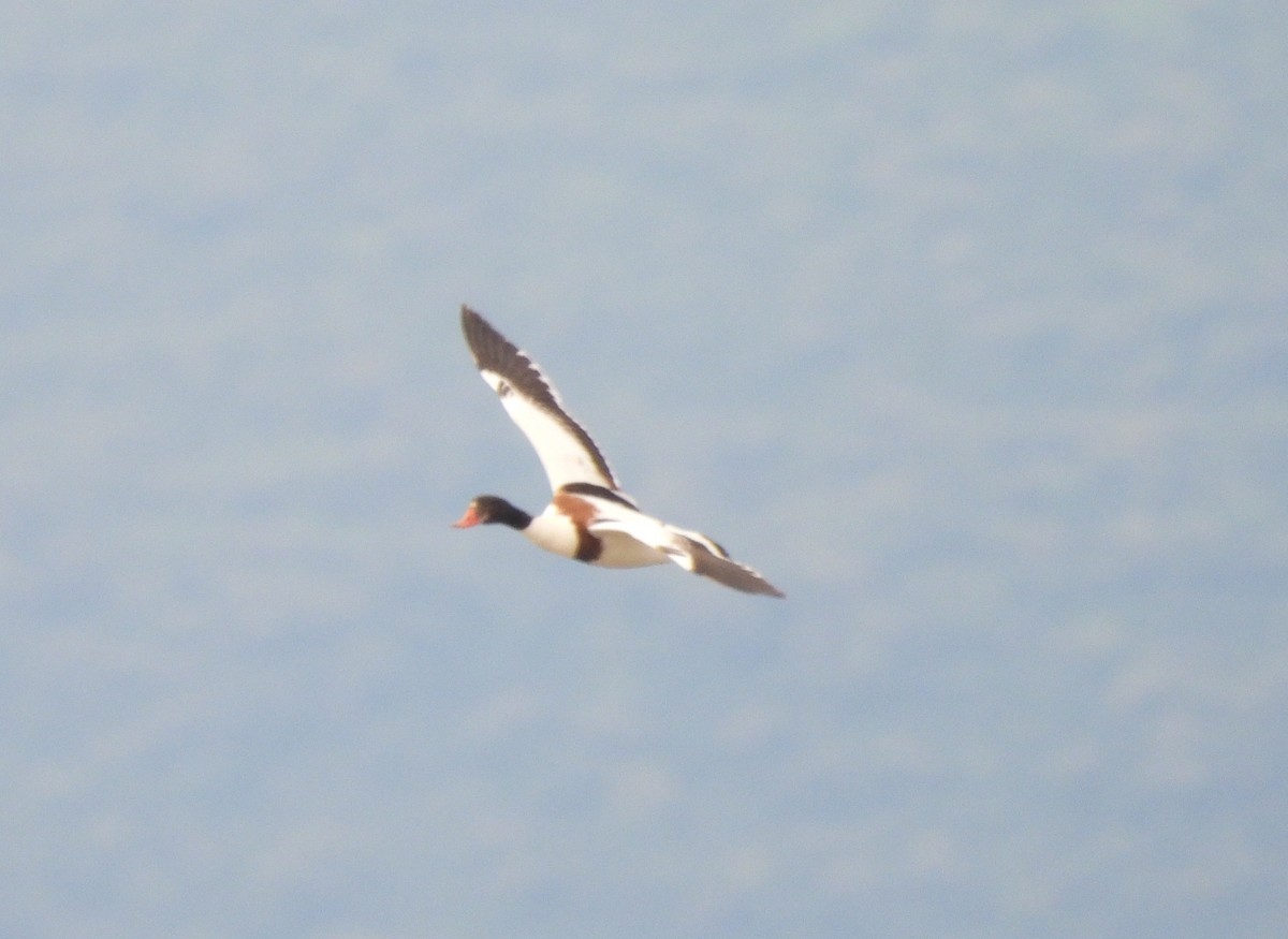 Common Shelduck - ML618950298