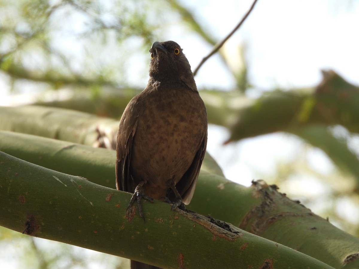 Curve-billed Thrasher - L. Burkett