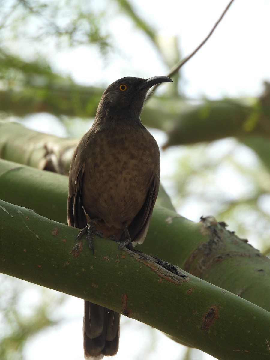 Curve-billed Thrasher - L. Burkett