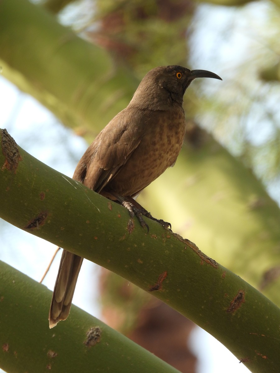 Curve-billed Thrasher - L. Burkett