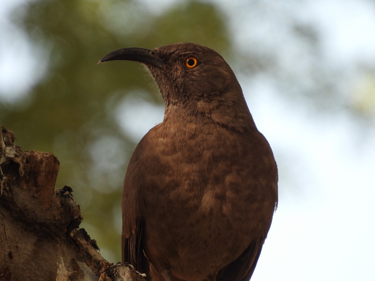 Curve-billed Thrasher - L. Burkett