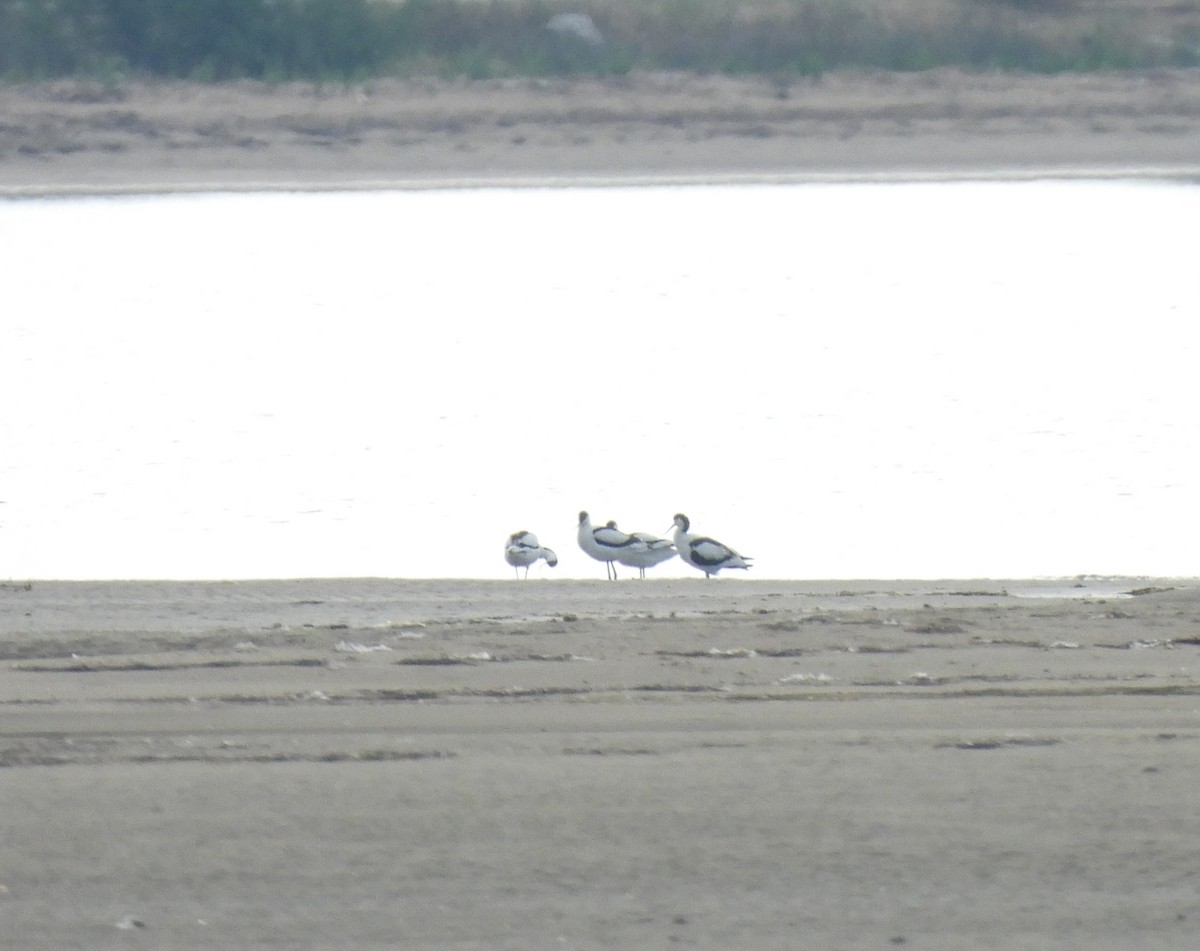 Pied Avocet - Tomislav Mandir