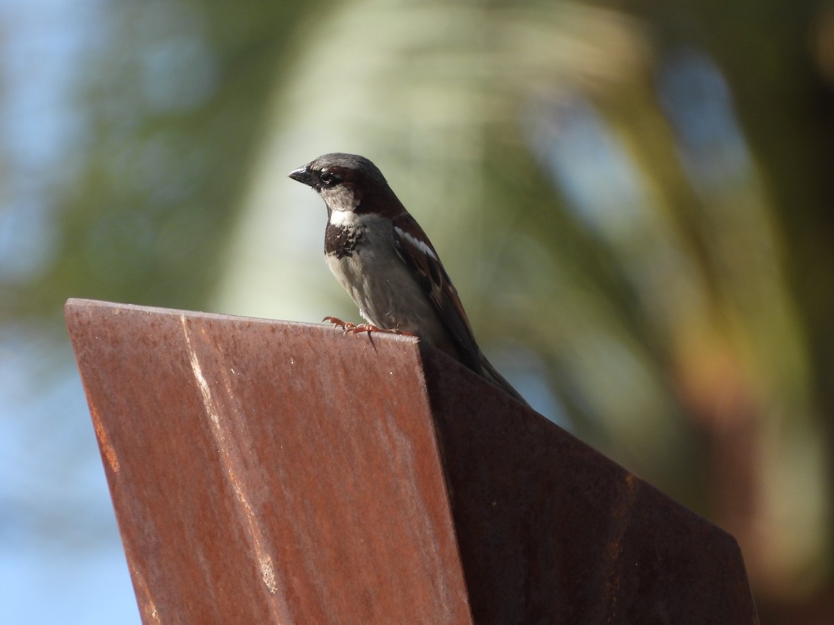 House Sparrow - L. Burkett