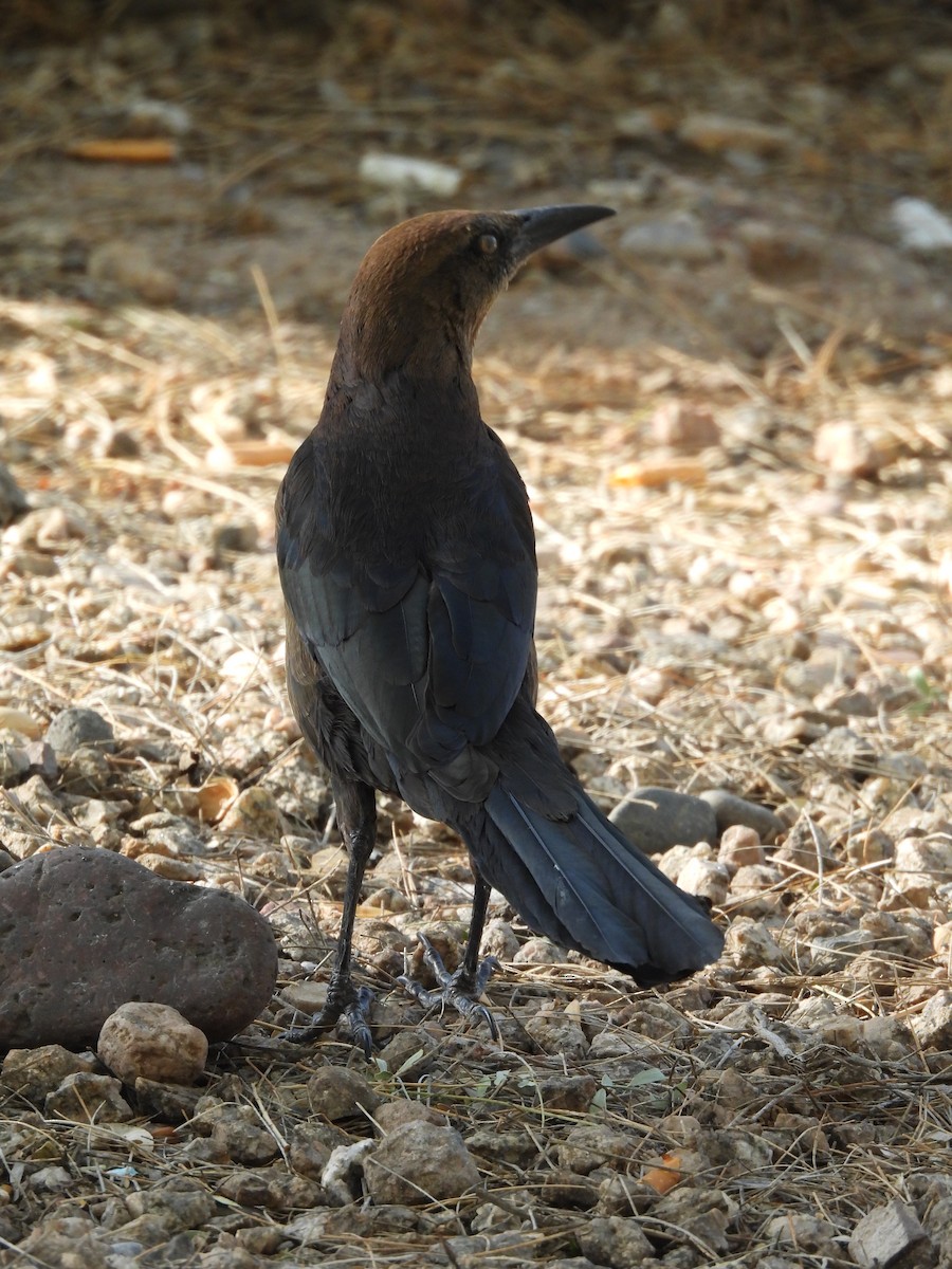 Great-tailed Grackle - L. Burkett