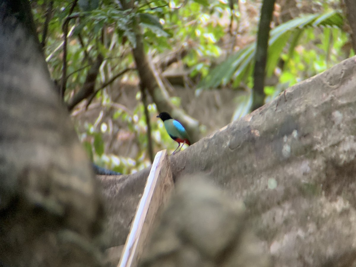 Western Hooded Pitta - GIAN MANUEL LOPEZ