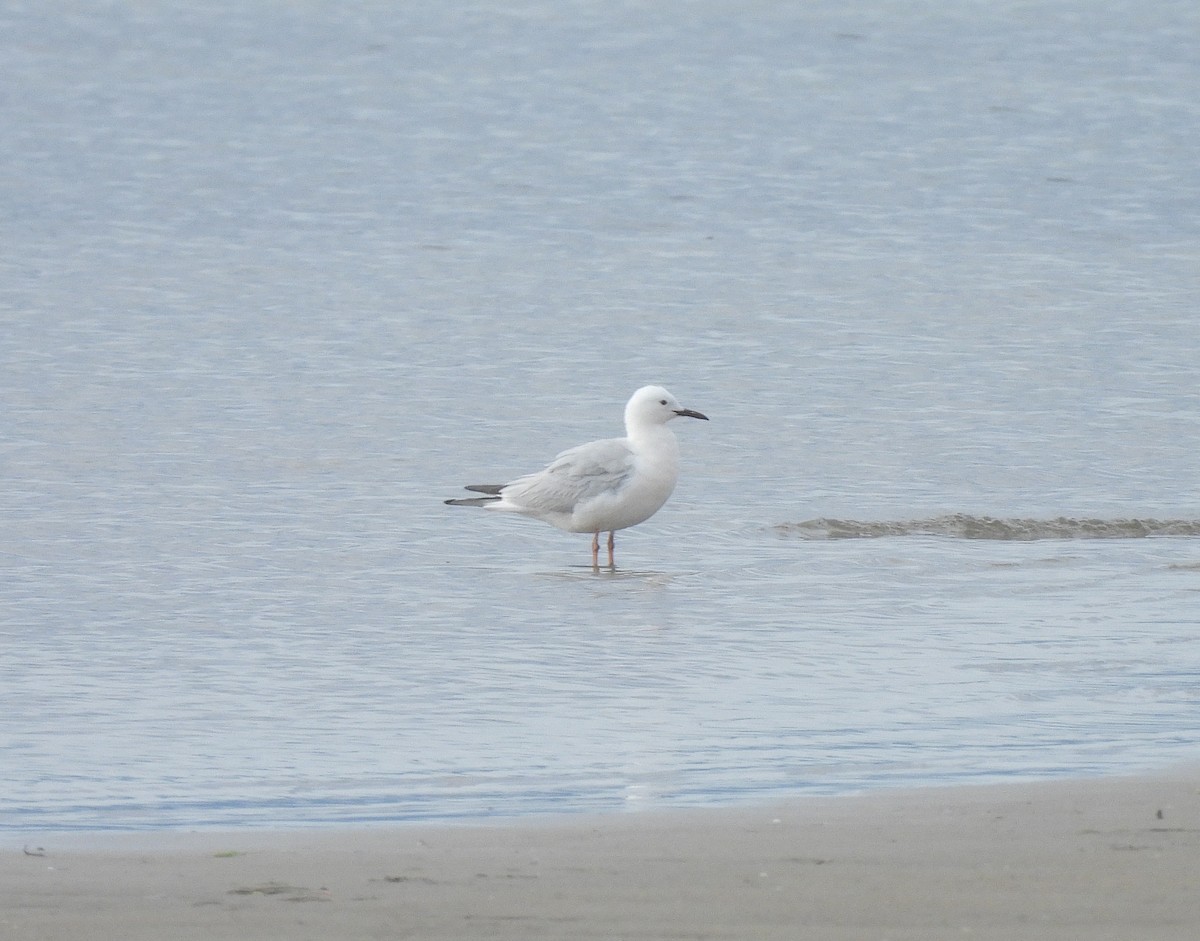 Slender-billed Gull - ML618950350