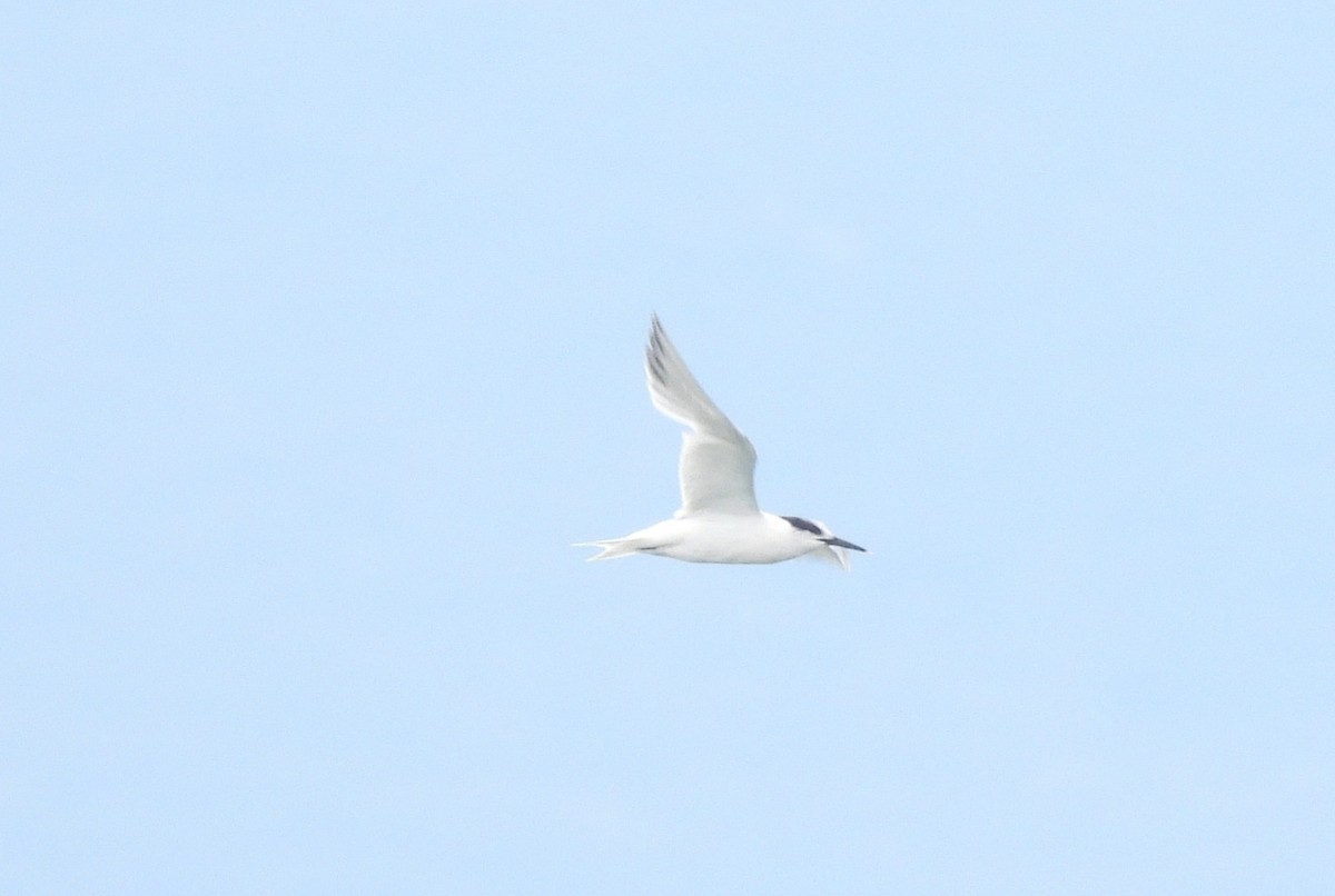 Sandwich Tern - Tomislav Mandir