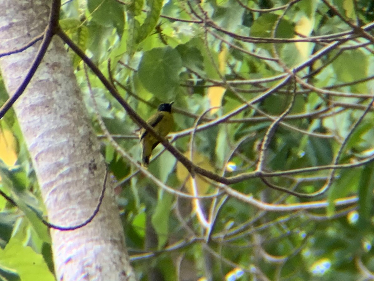 Bulbul cap-nègre - ML618950362