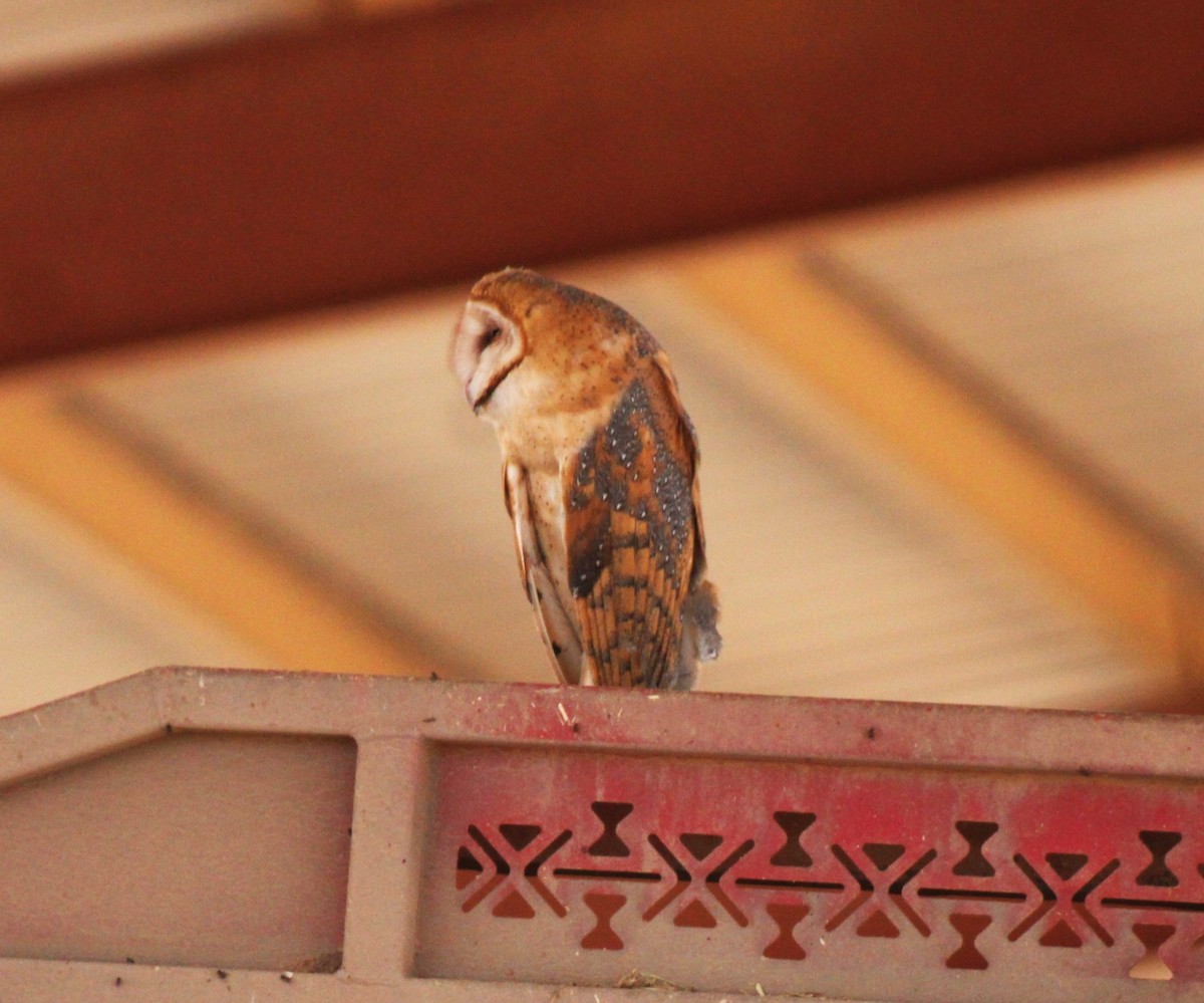 Barn Owl - Nancy Benner