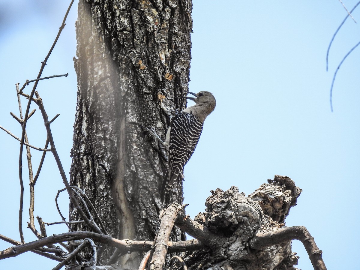 Gila Woodpecker - Sergio Castañeda Ramos