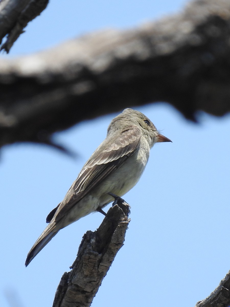 Western Wood-Pewee - Sergio Castañeda Ramos