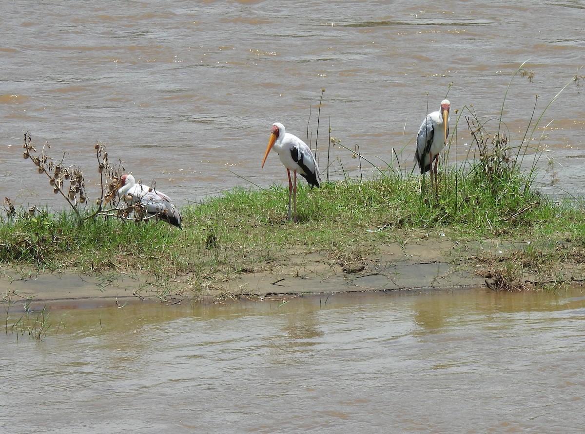 Yellow-billed Stork - Hubert Söhner