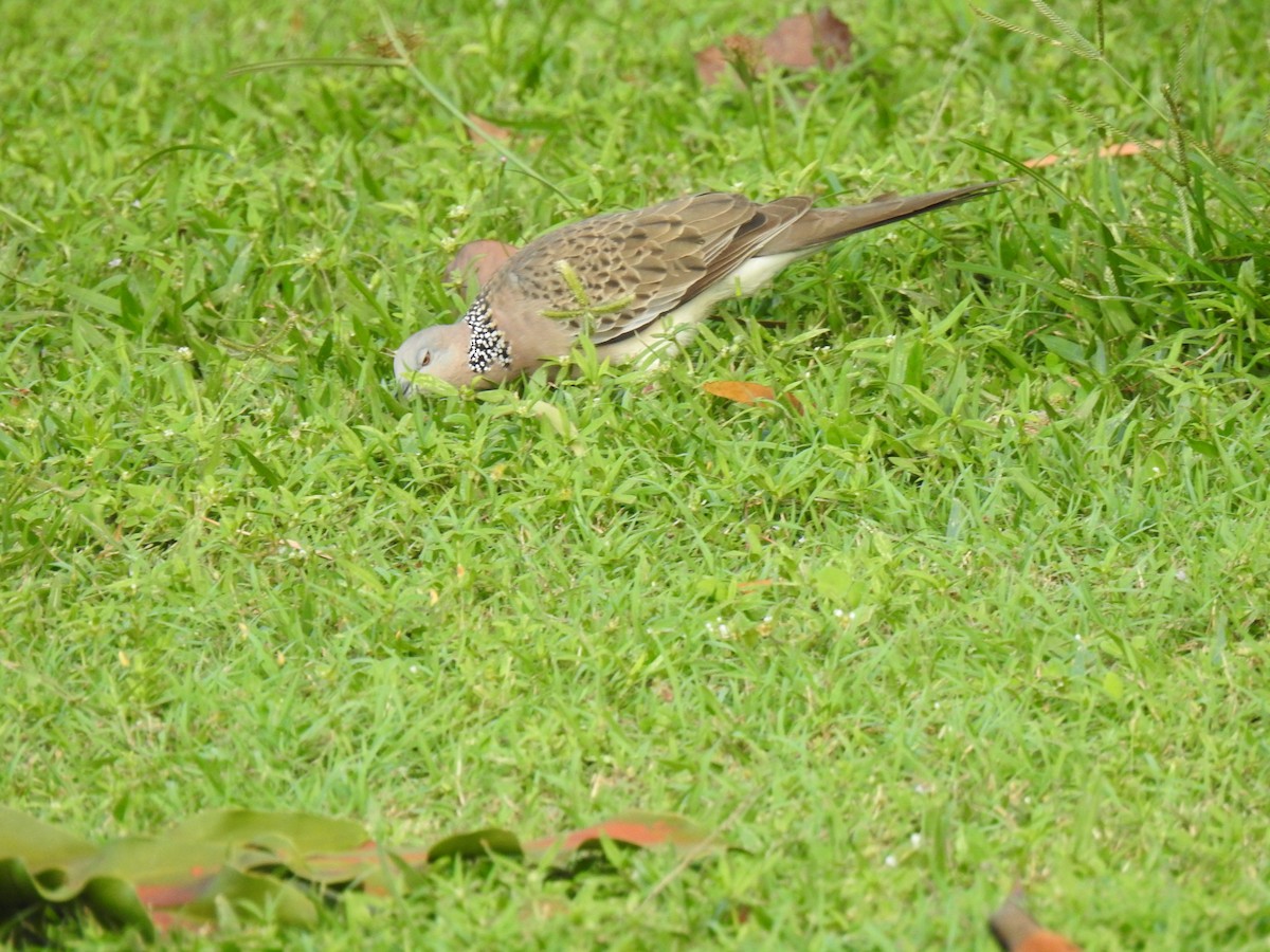 Spotted Dove - Monica Mesch