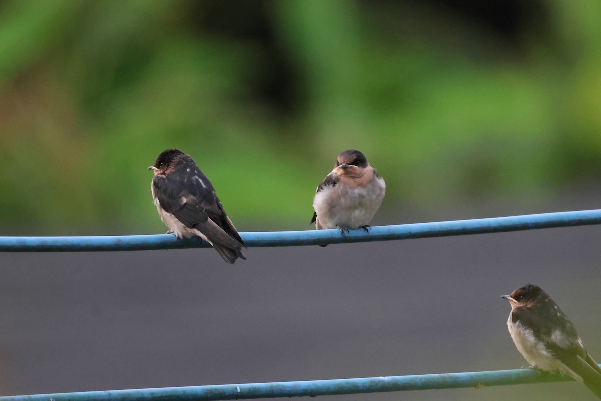 Pacific Swallow - 羅 美玉
