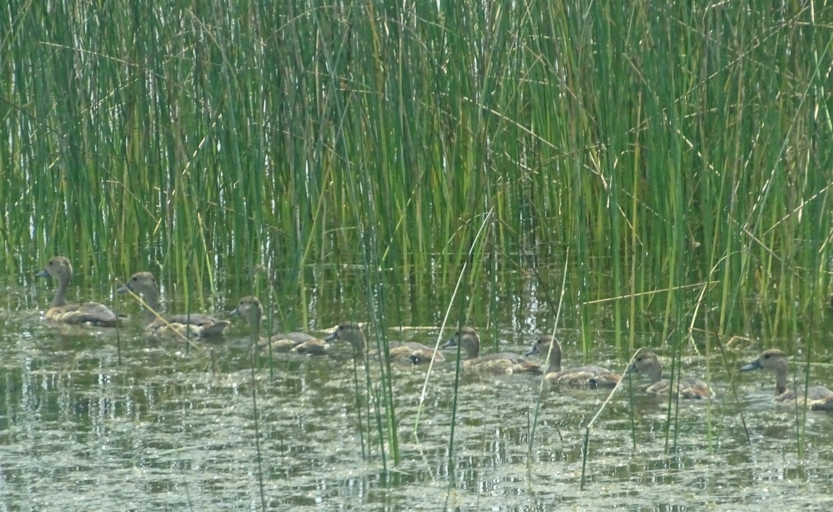 Lesser Whistling-Duck - Sri Srikumar